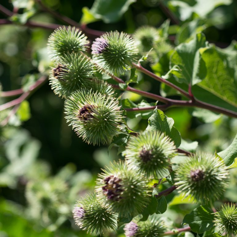 Burdock Earthsong Seeds