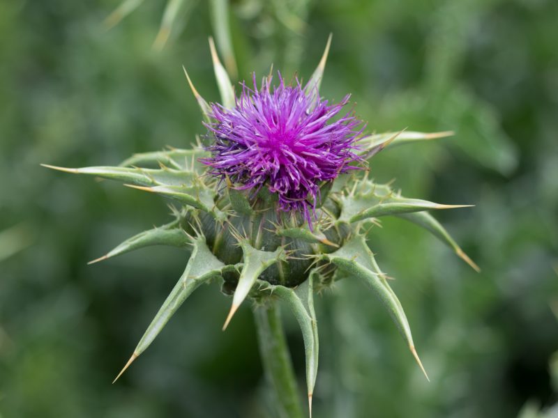 Milk Thistle - Earthsong Seeds