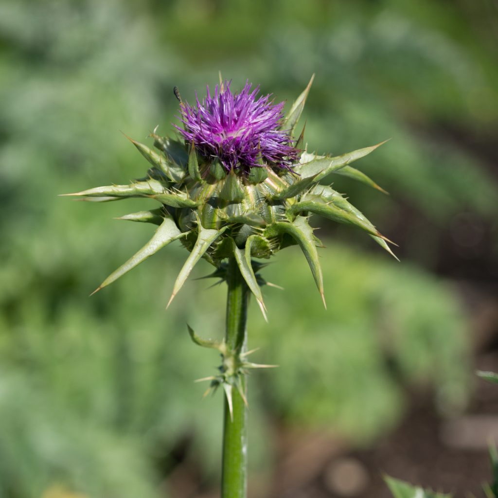 milk-thistle-earthsong-seeds