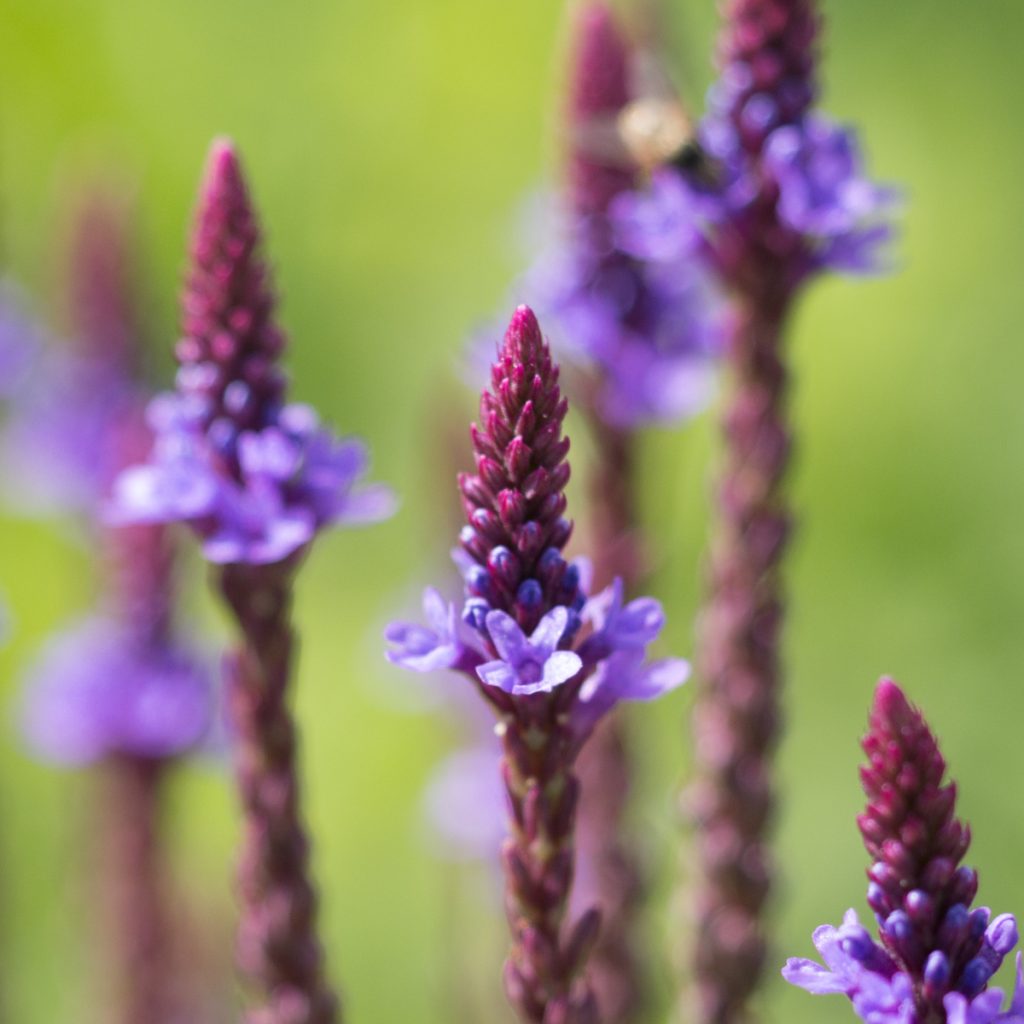 Vervain, Blue - Earthsong Seeds