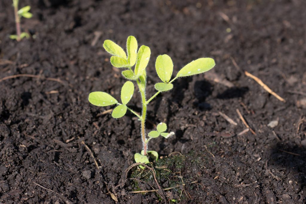 Astragalus Earthsong Seeds