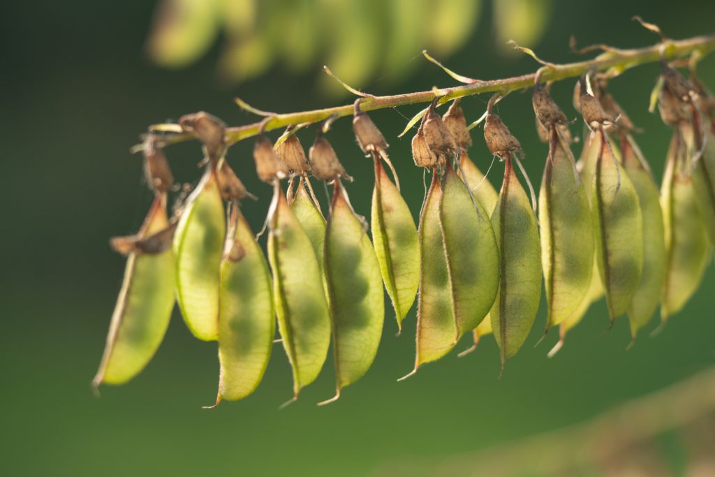 Astragalus Earthsong Seeds