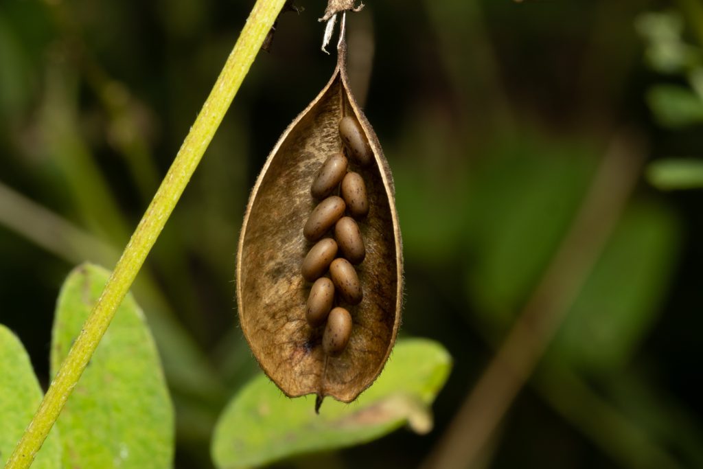 Astragalus Earthsong Seeds
