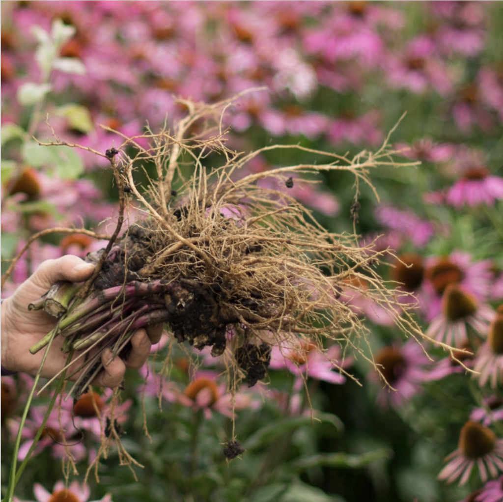 Echinacea root (Echinacea purpurea)
