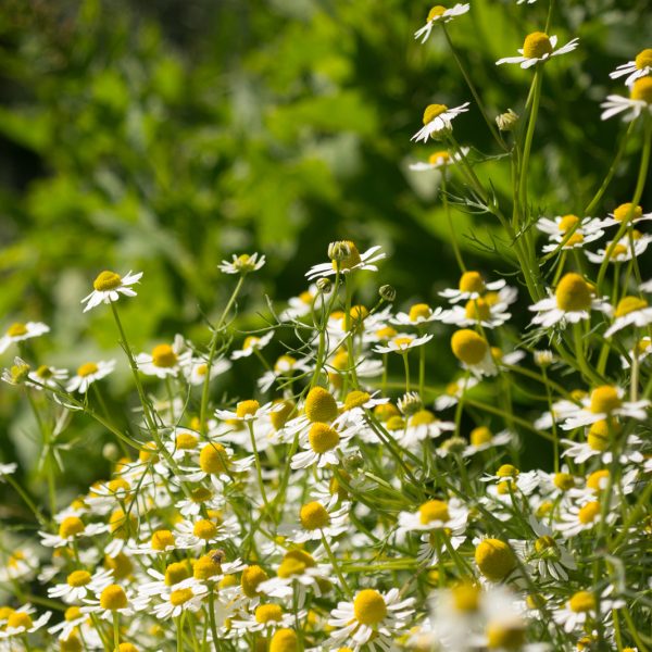 Chamomile, Roman: Seed Pack - Organic