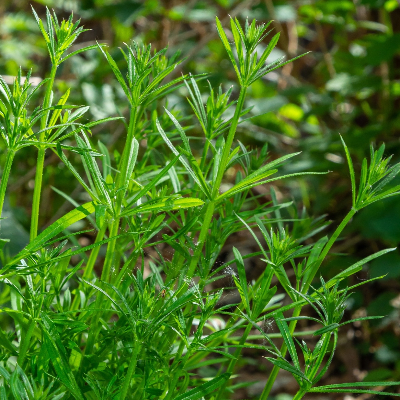 cleavers-galium-aparine-healing-plants-plants-wild-plants