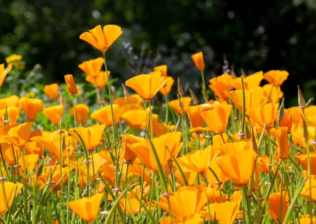 California poppy