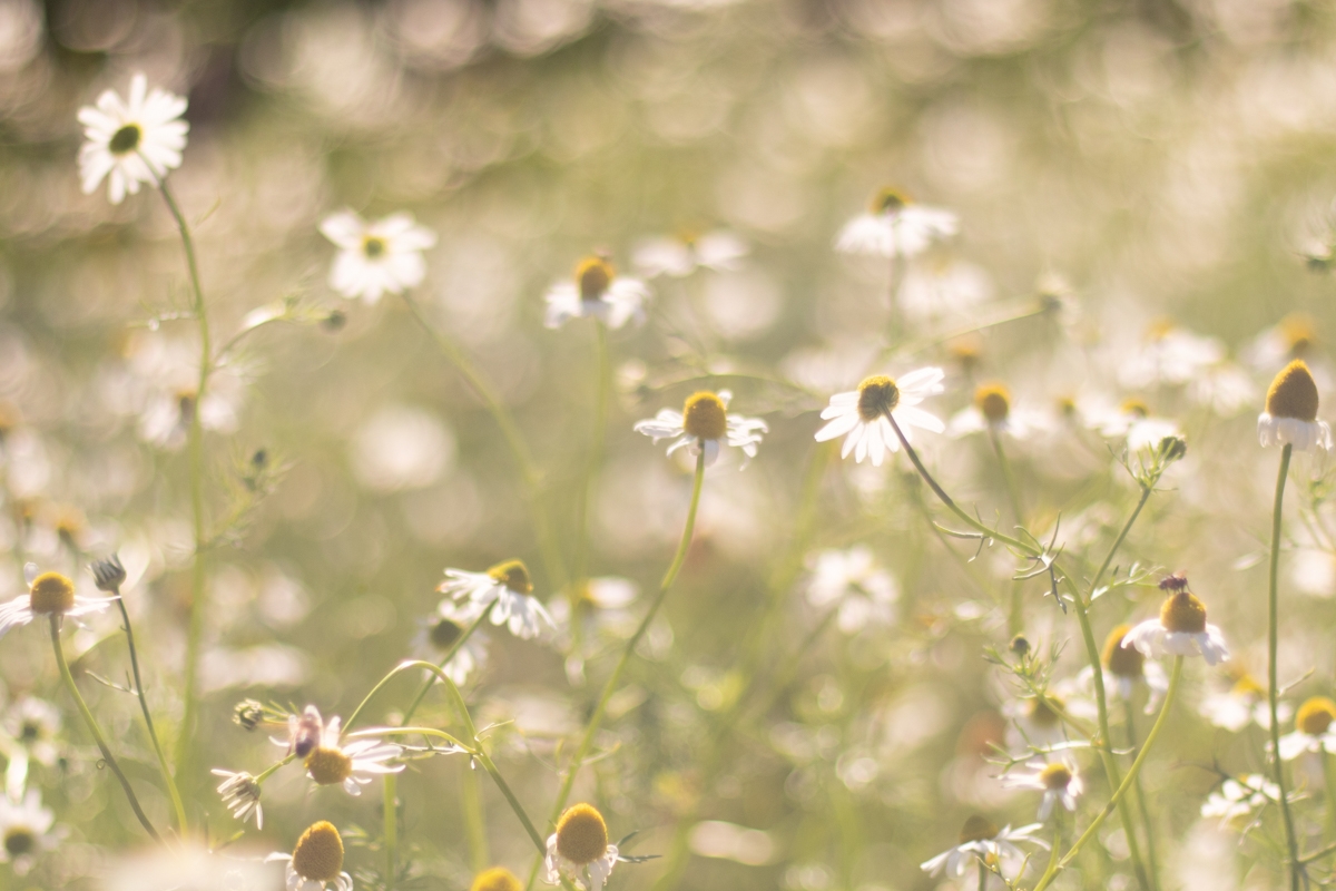 Chamomile field - Herbs you can grow for a beautiful sleep