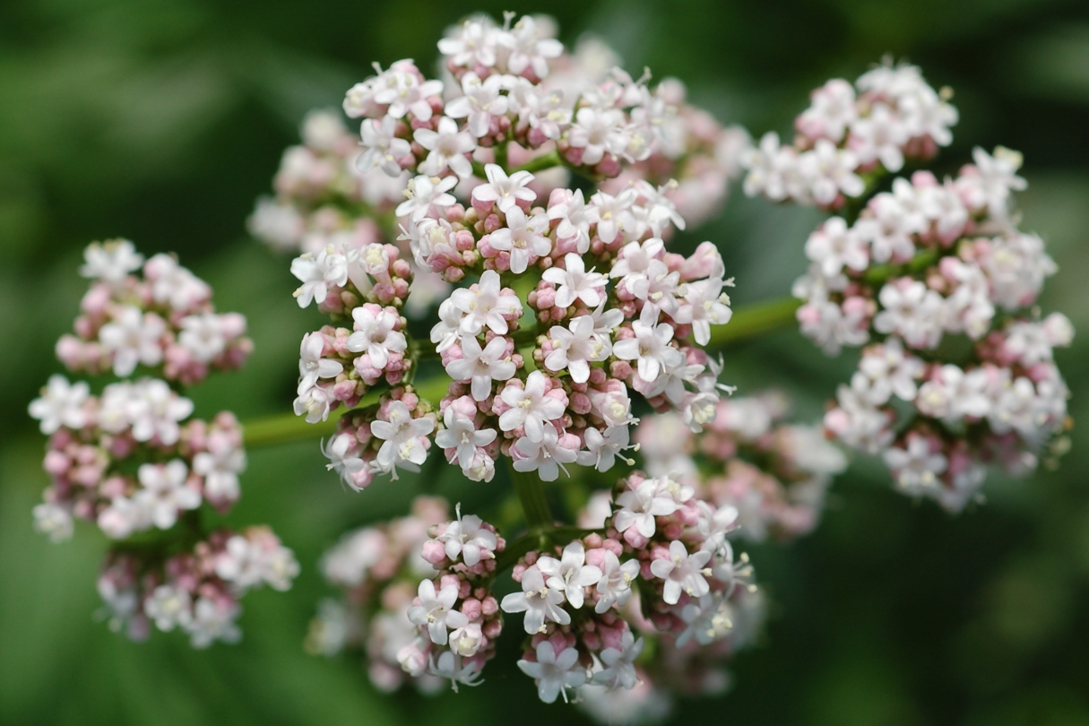 Valerian - Herbs you can grow for a beautiful sleep