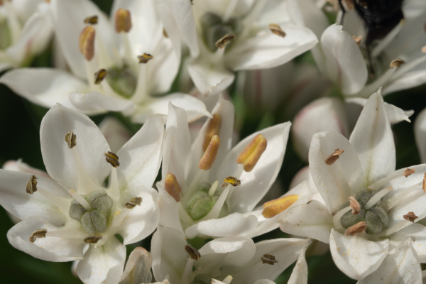 Daffodil Garlic - Image 7