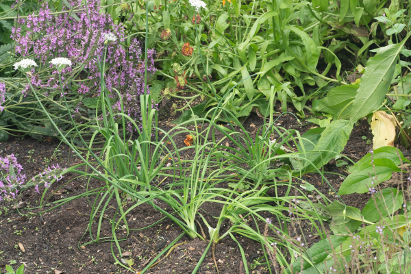 Daffodil Garlic - Image 4