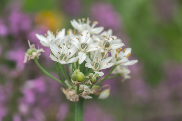 Daffodil Garlic - Image 6