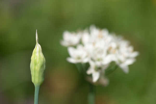 Daffodil Garlic - Image 5