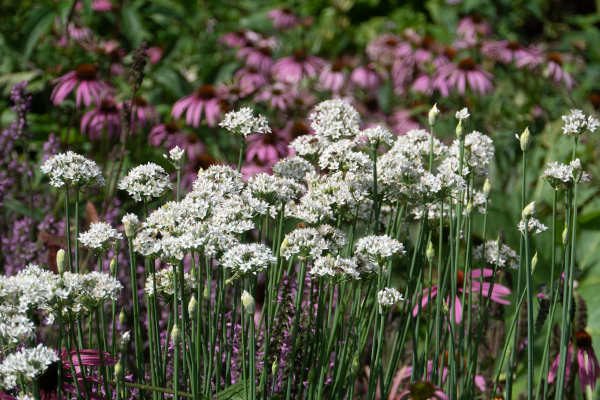 Daffodil Garlic - Image 2