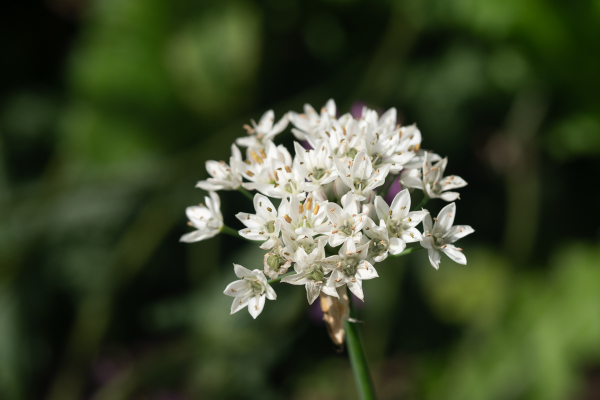 Daffodil Garlic - Image 3