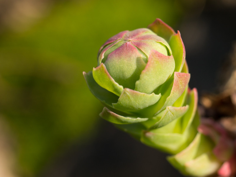 rhodiola
